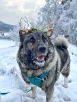 Burgundy Flower Christmas Reindeer Headband | LikeMyChoice_